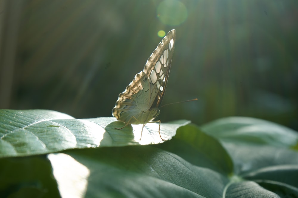 a butterfly sitting on top of a green leaf