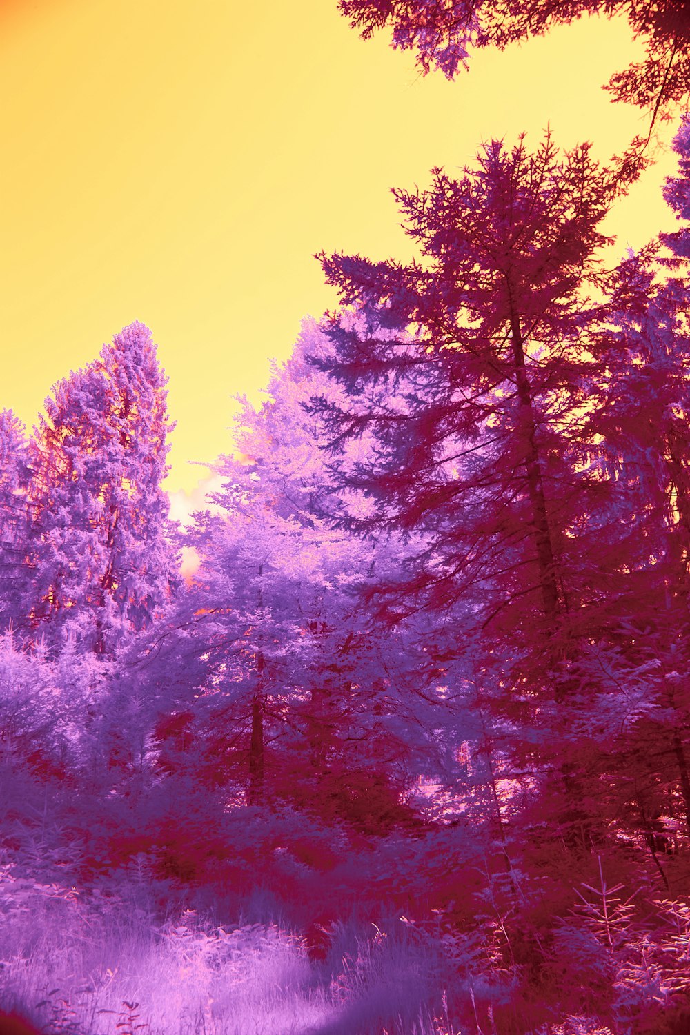 a forest filled with lots of purple trees