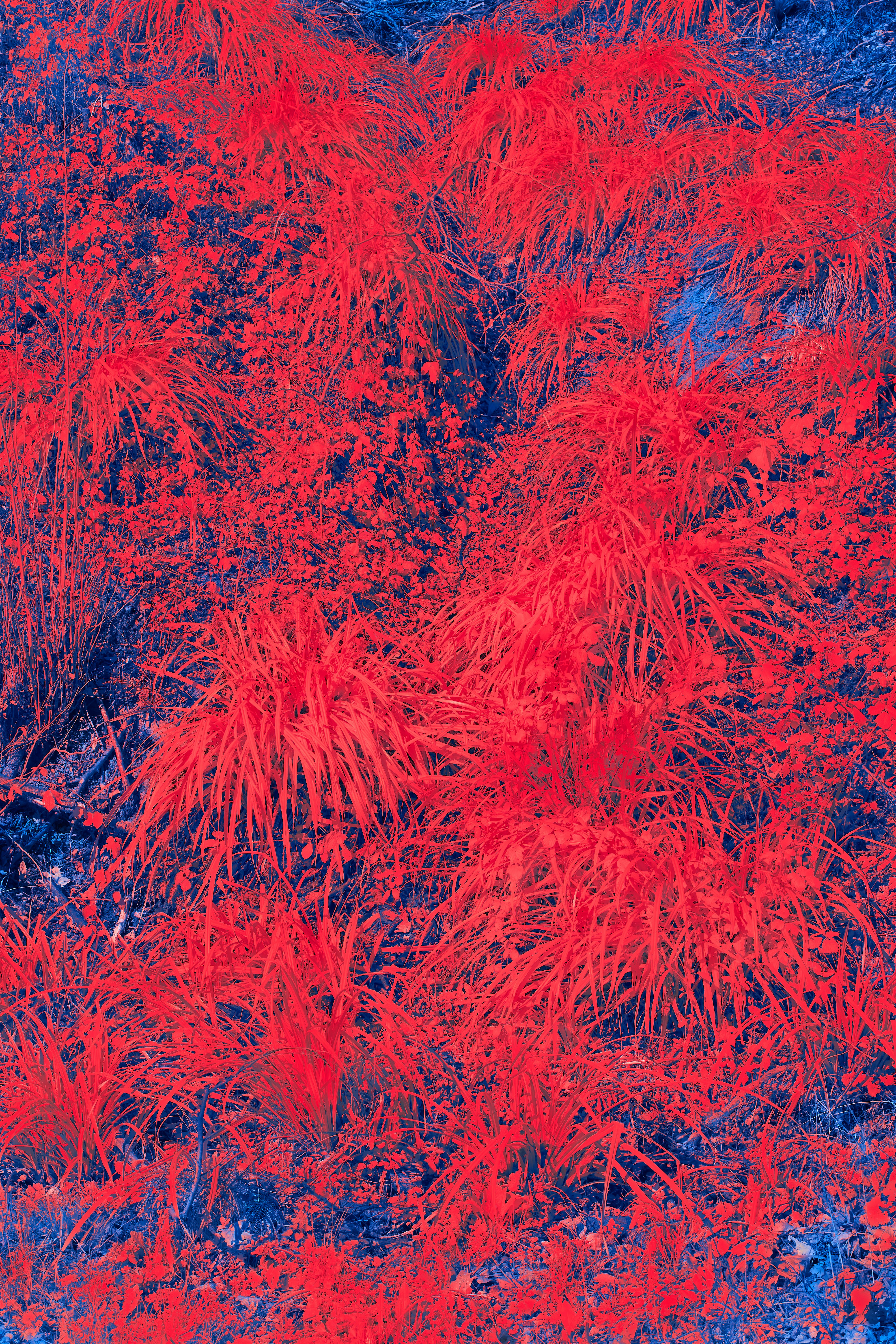 Photo by wolfgang_hasselmann