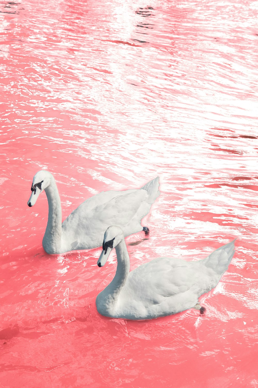 two white swans swimming in a pink lake