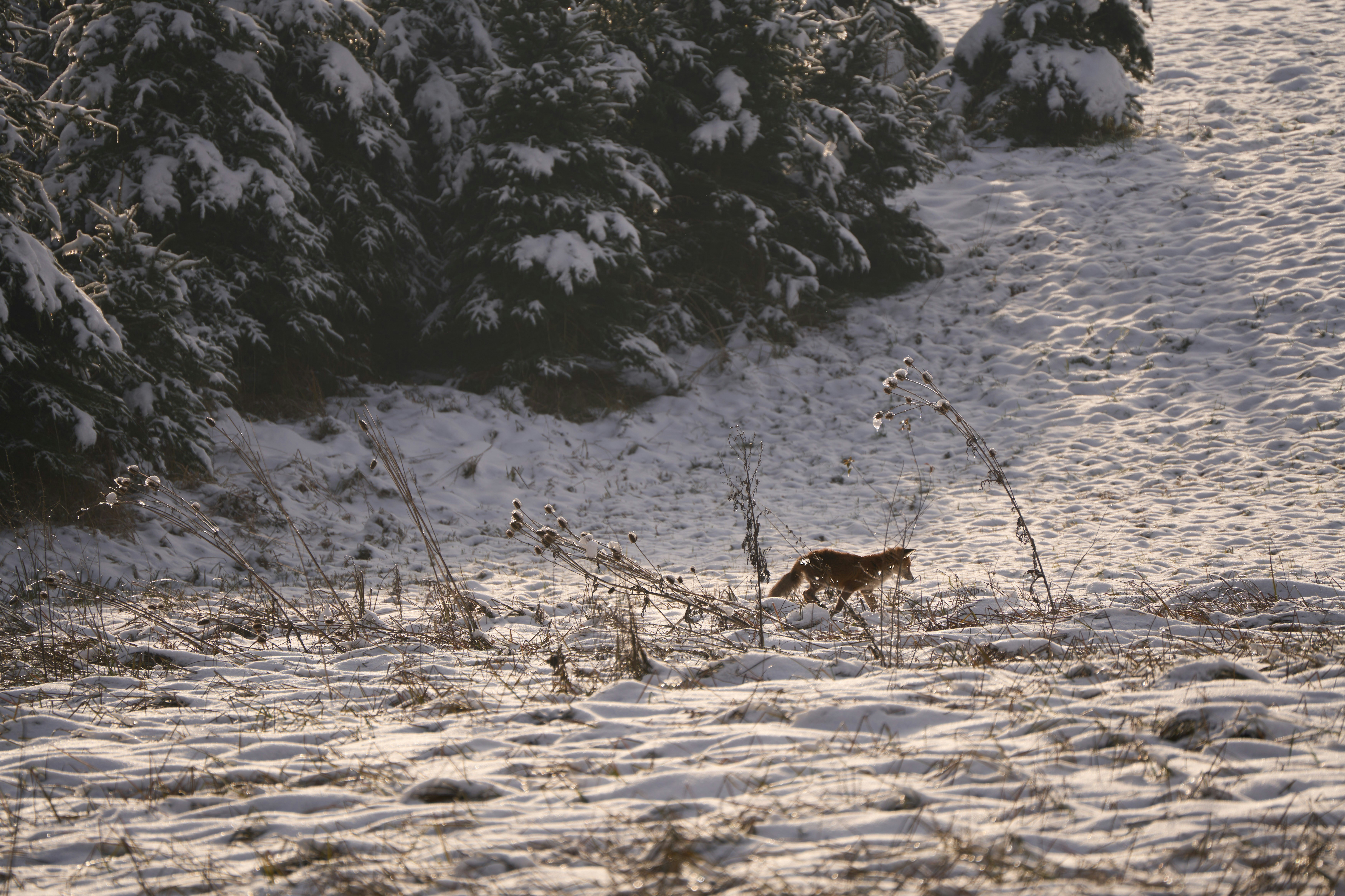 Photo by wolfgang_hasselmann