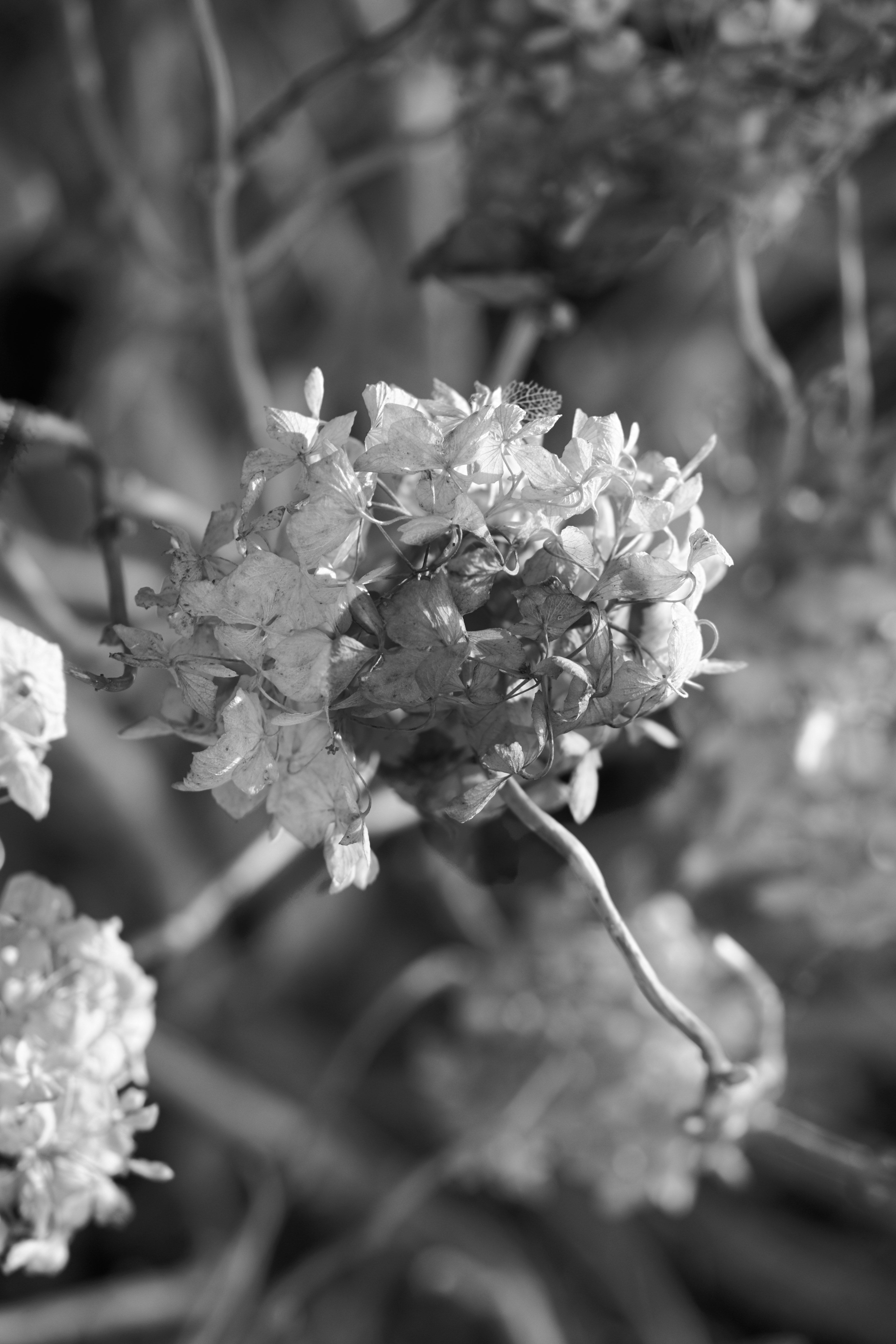 Photo by wolfgang_hasselmann