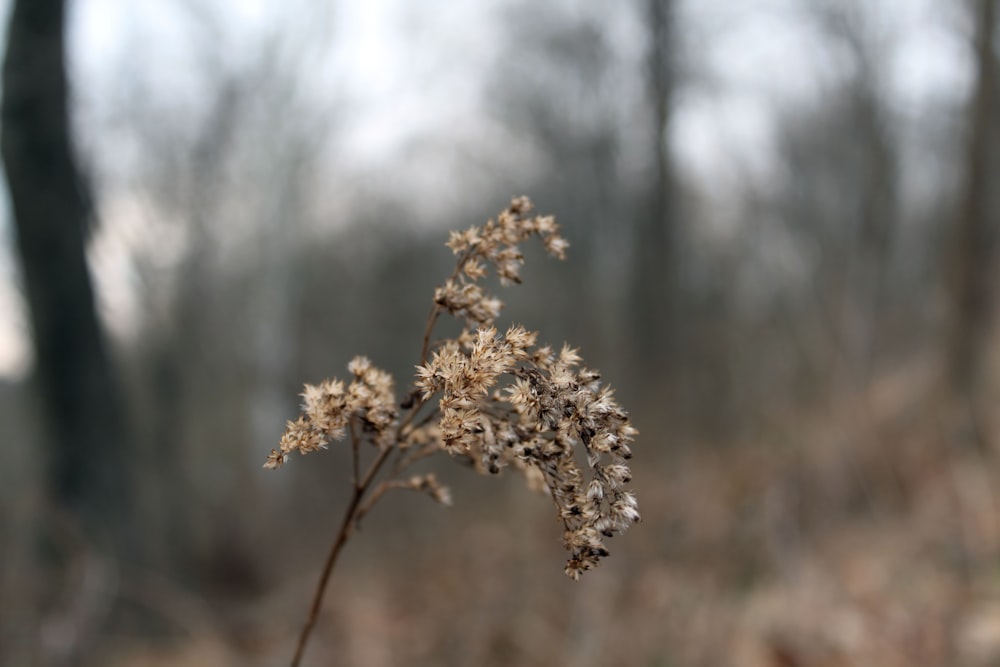 a close up of a plant in a field