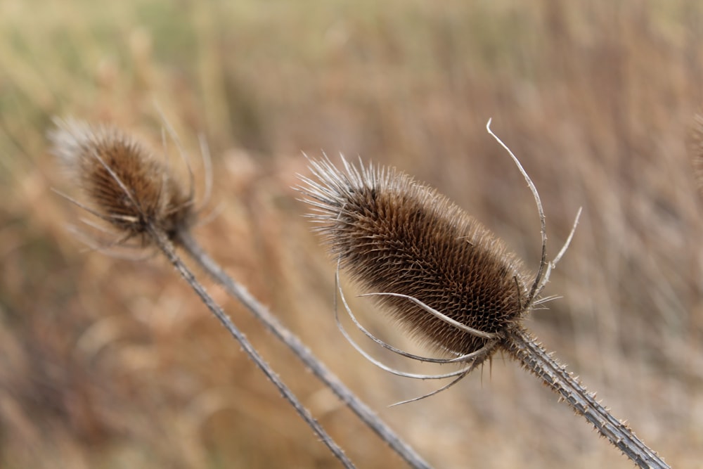 a close up of a plant with a blurry background