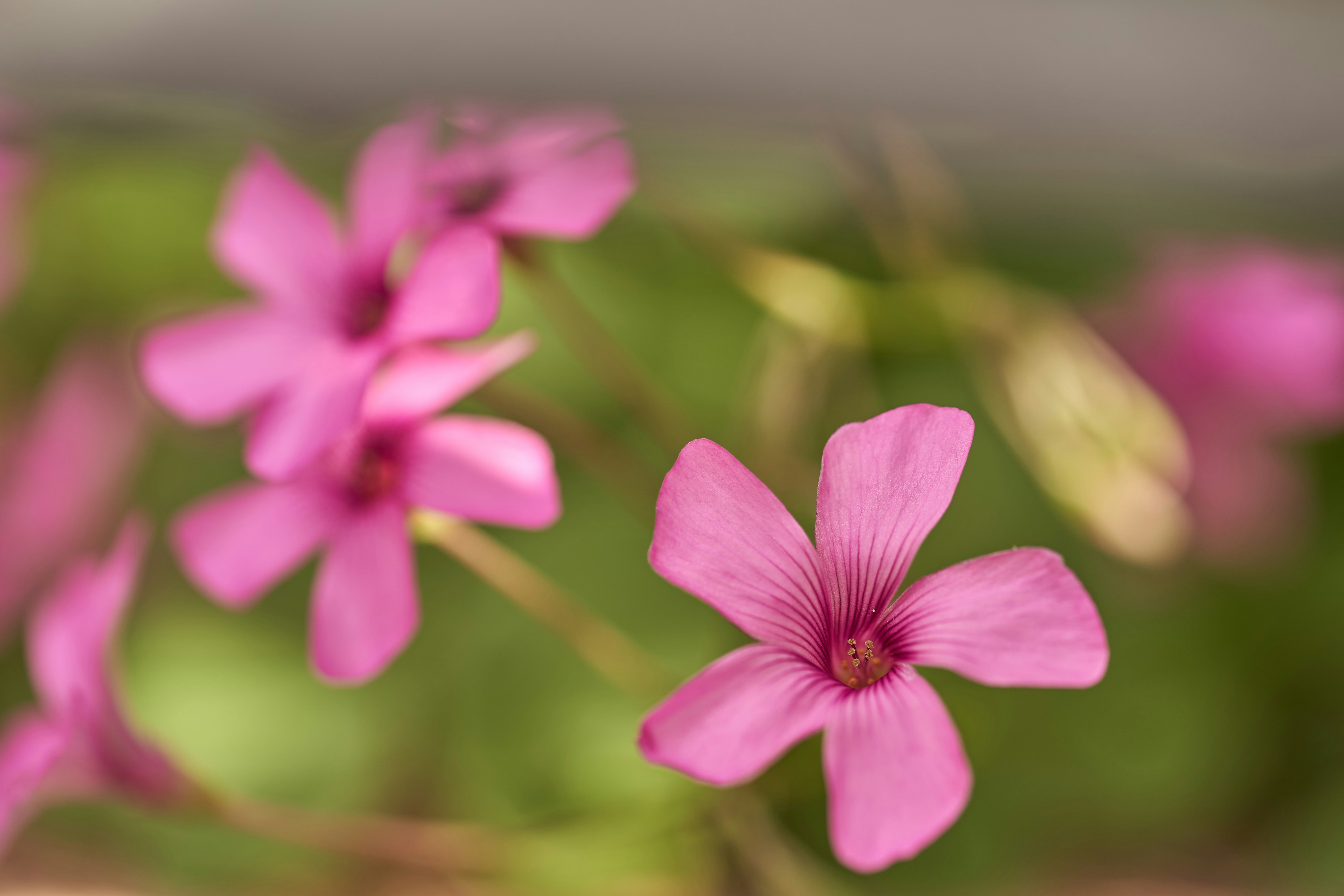 Photo by wolfgang_hasselmann