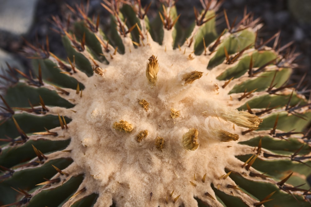 a close up of a cactus plant with lots of leaves