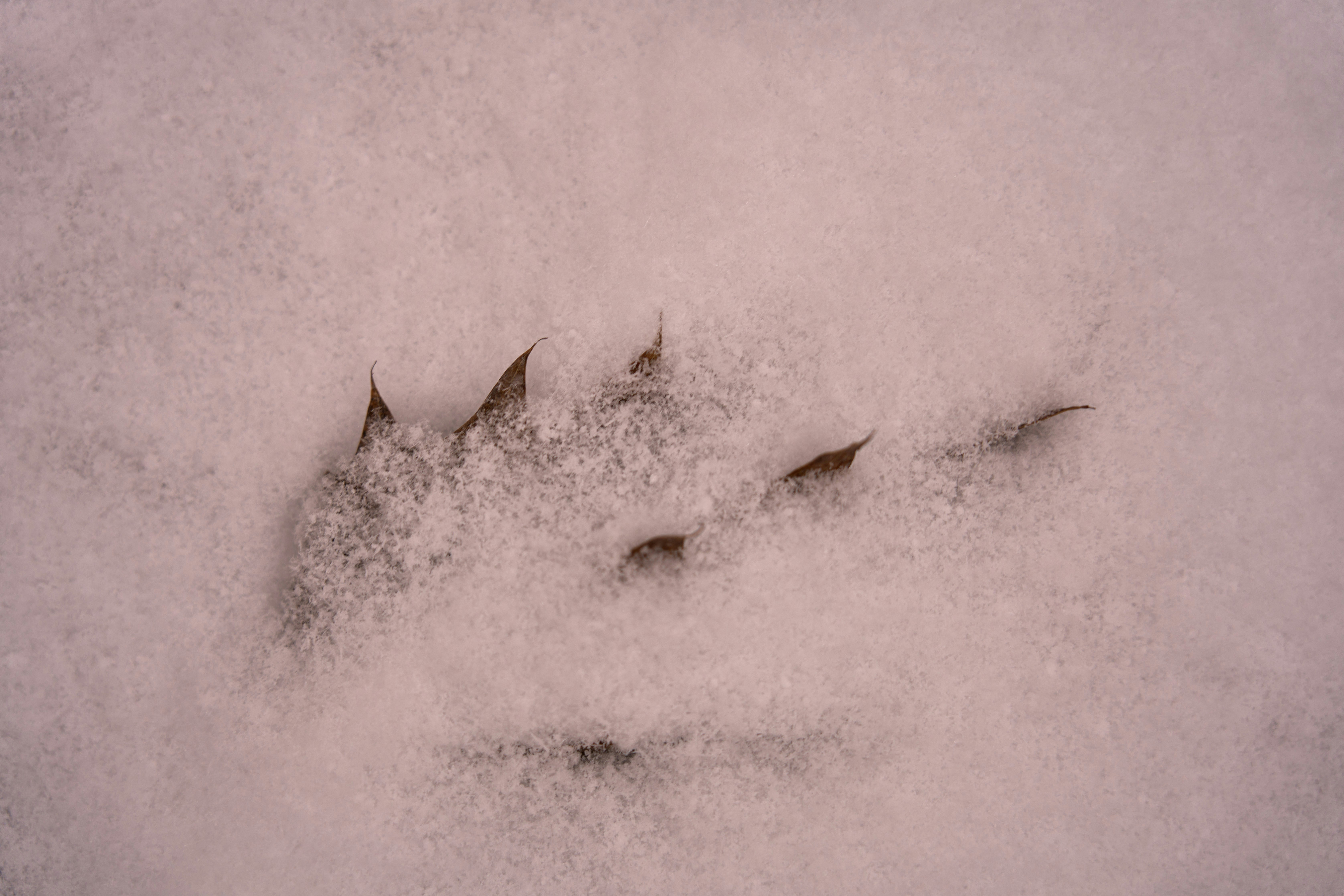 La patte d'un ours s'imprime dans la neige photo – Image gratuite de Animal  sur Unsplash, image size:3000x2000
