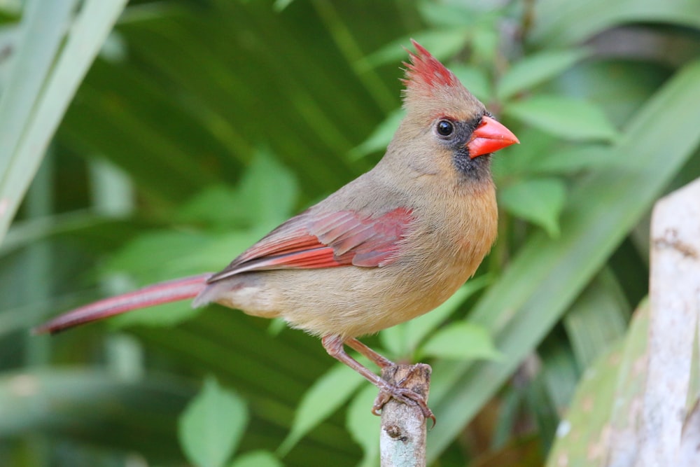 a red bird perched on a branch in a tree