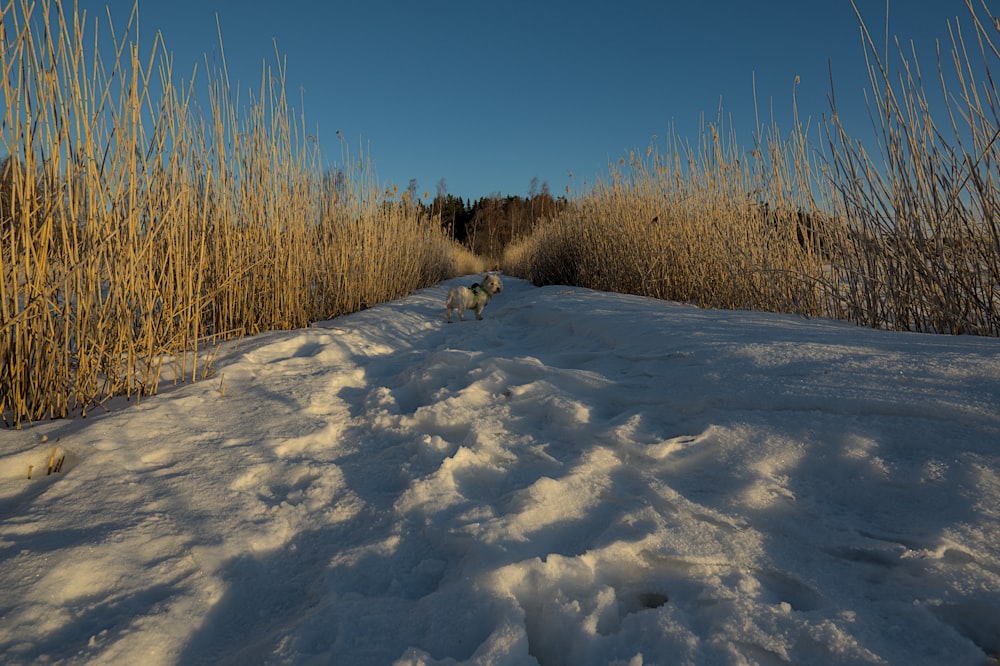 a dog is walking in the snow near tall grass