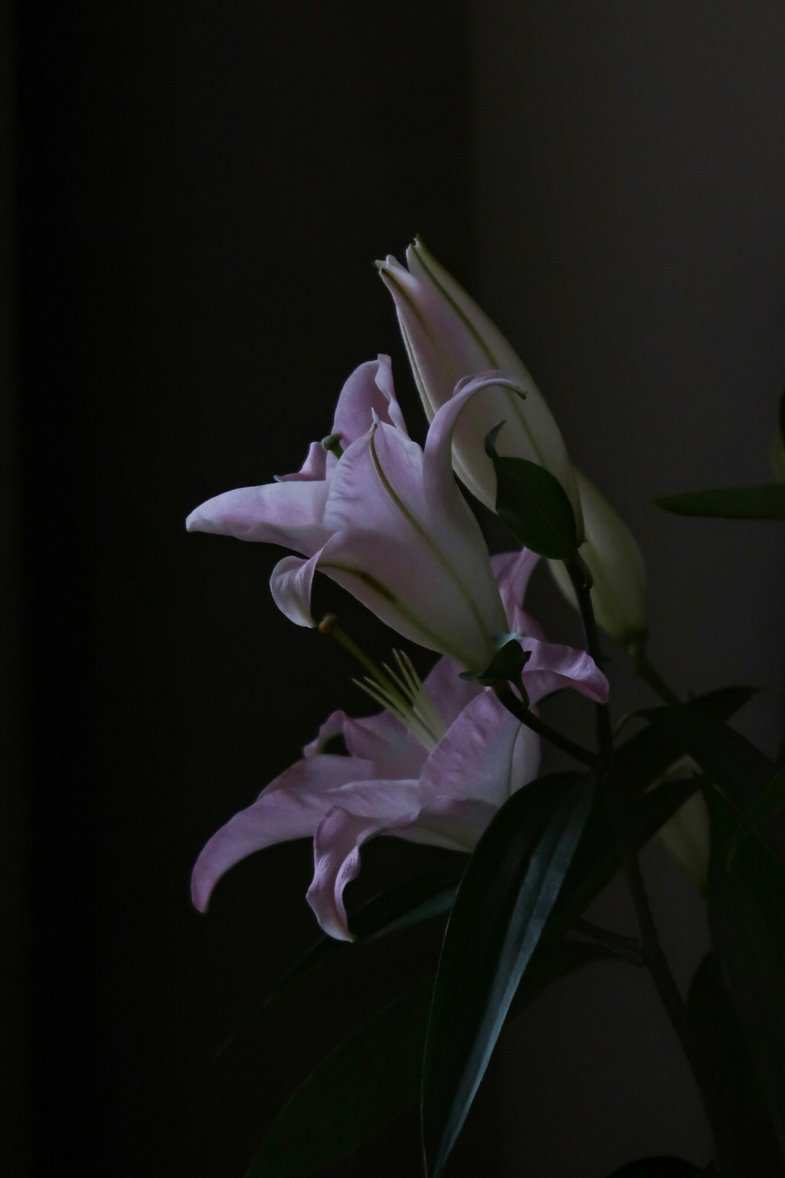 Photo by kashirenkova