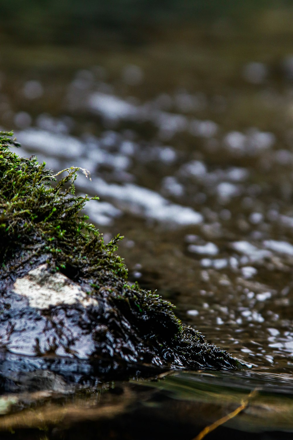 a close up of moss growing on a rock in the water