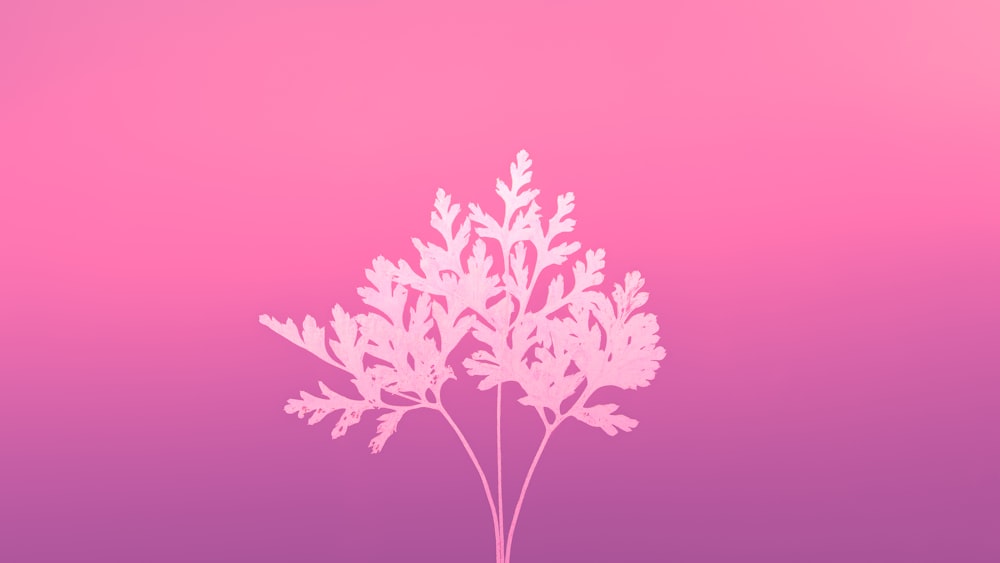 a pink background with a white plant on it