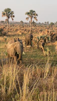 Golden light bathes a majestic elephant herd crossing a dusty savannah at sunset.