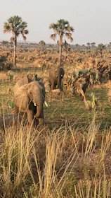 A vibrant herd of elephants crossing a dusty trail in Mikumi National Park during golden hour.