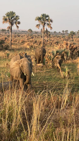 Early morning sunlight casting warm glow over a herd of elephants by a watering hole in the Serengeti.