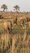 A joyful traveler snapping photos of elephants during a golden hour safari drive.