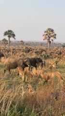 A group of elephants walking through a savannah landscape with tall palm trees scattered around. The area is covered in dry grasses and small green shrubs, with a clear sky overhead.