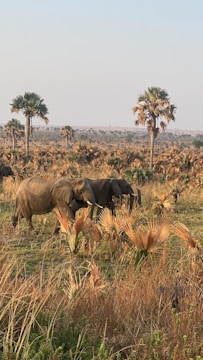 A group of elephants walking through a savannah landscape with tall palm trees scattered around. The area is covered in dry grasses and small green shrubs, with a clear sky overhead.