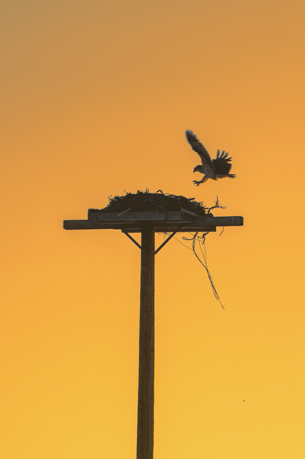 a bird flying over a nest on top of a wooden pole
