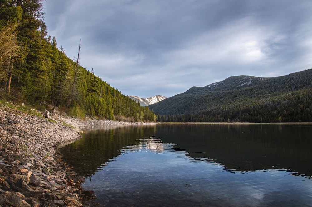 a body of water surrounded by a forest