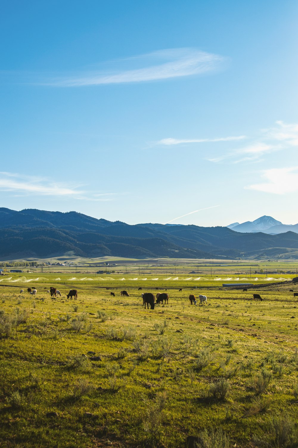 a herd of cattle grazing on a lush green field