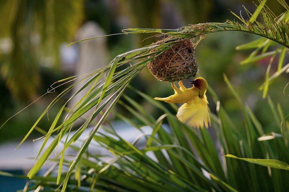 a bird nest hanging from a palm tree