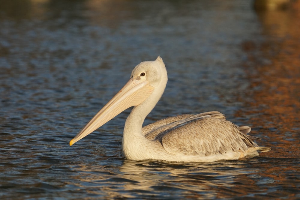 a pelican swimming in a body of water