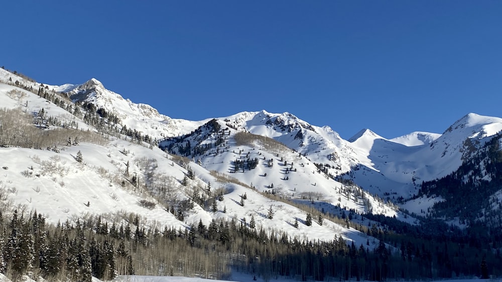 a snow covered mountain with trees on the side