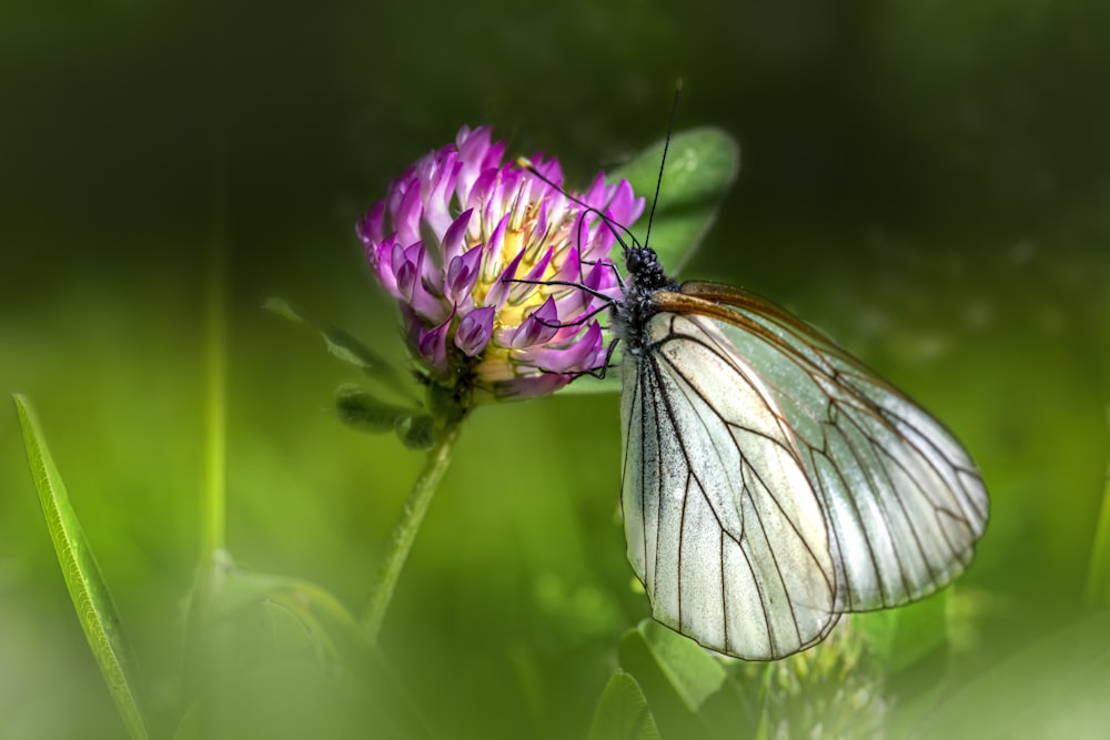 a white butterfly sitting on top of a purple flower