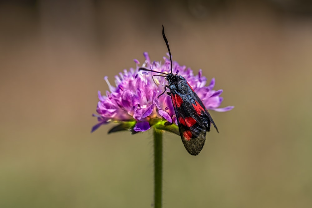 a red and black bug on a purple flower