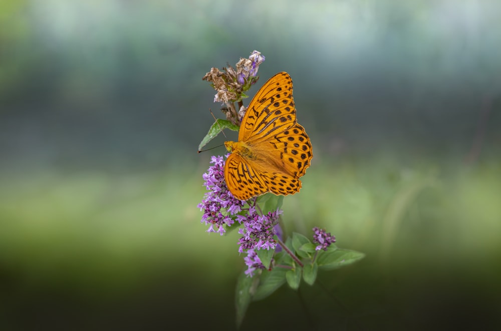 a butterfly sitting on top of a purple flower