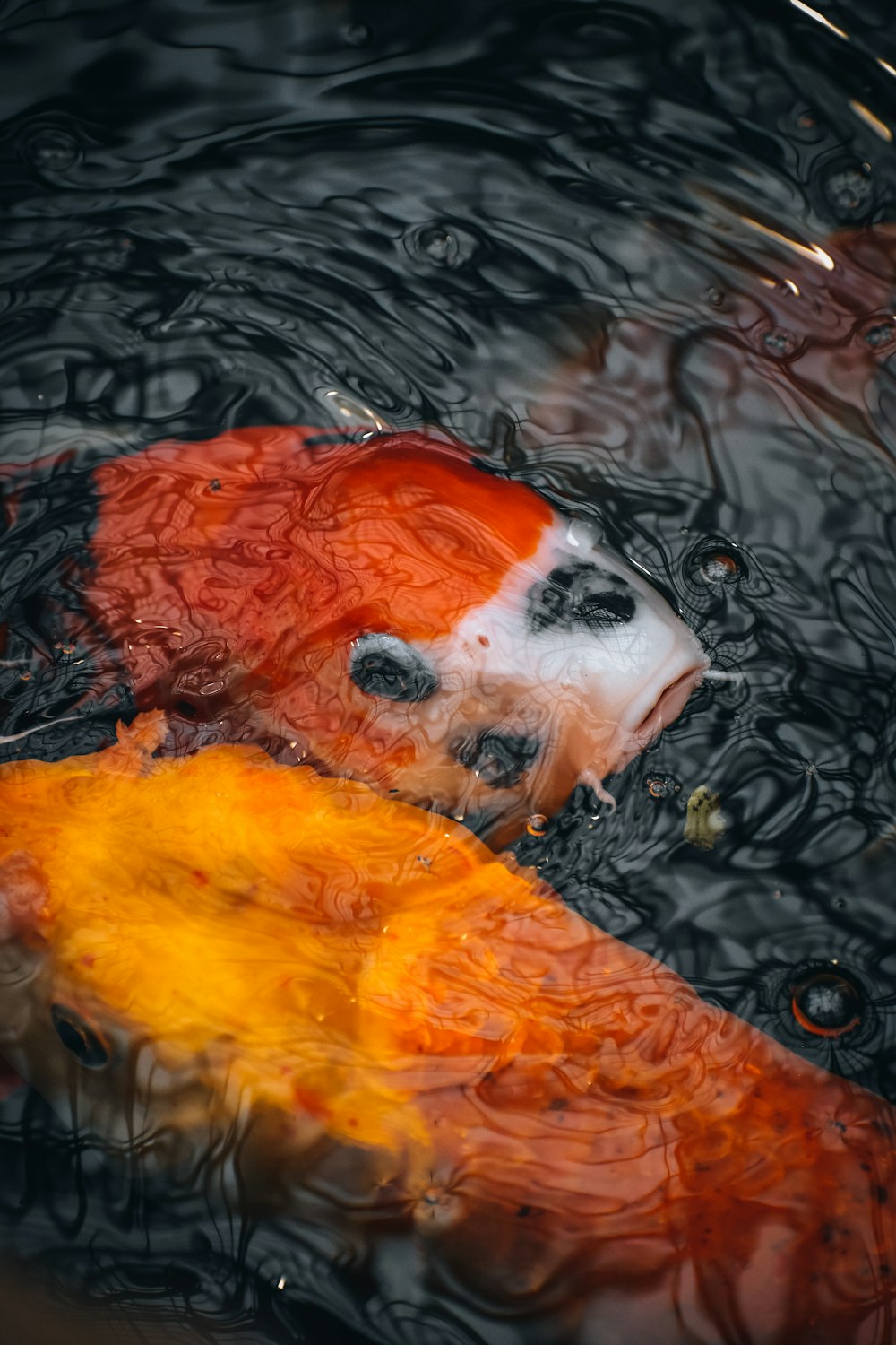 a koi fish swimming in a pond of water