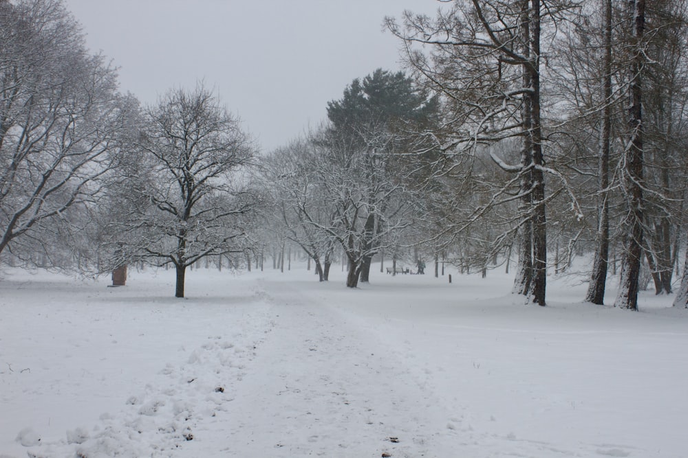 a snow covered path in a park with lots of trees