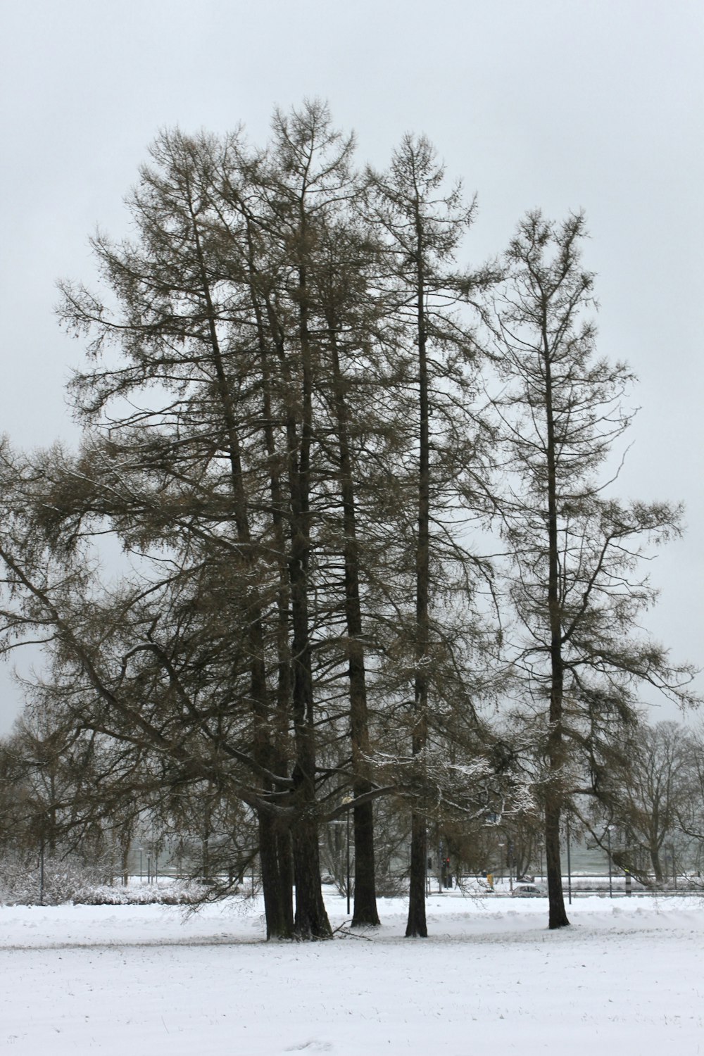 a couple of trees that are in the snow