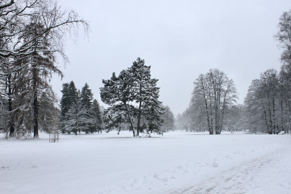 a snow covered field with trees in the background