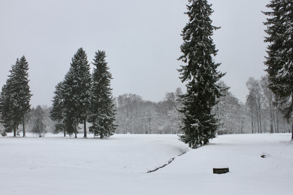 a snow covered field with trees in the background