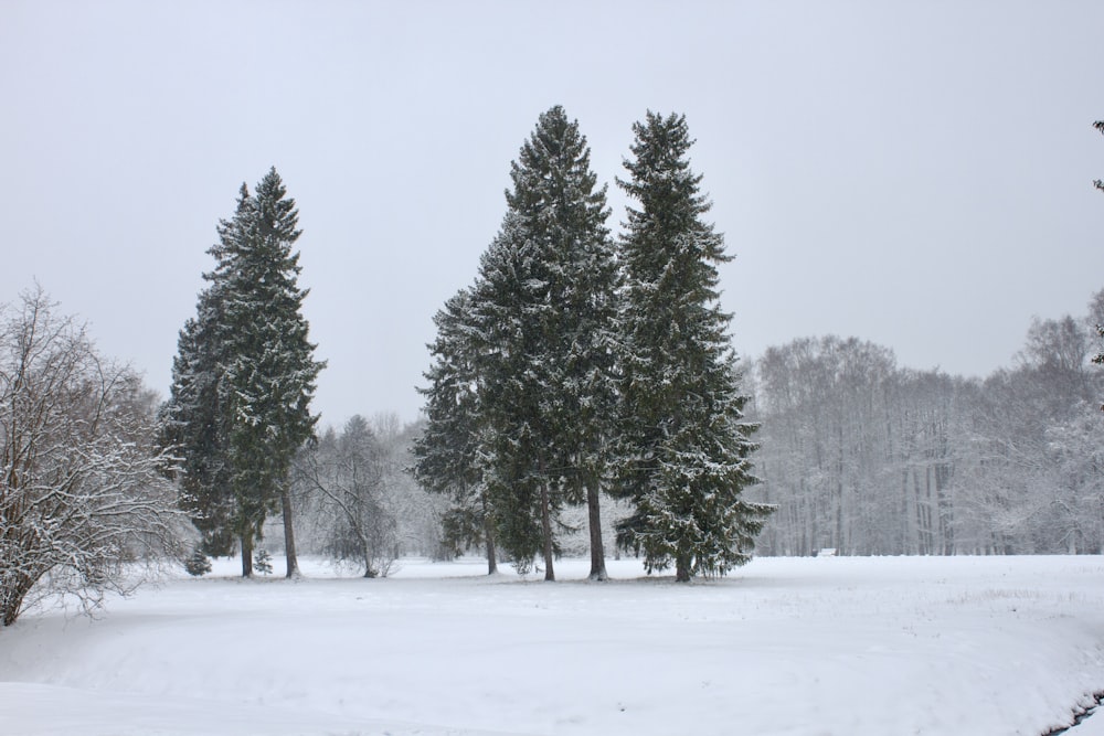 a snow covered field with trees in the background