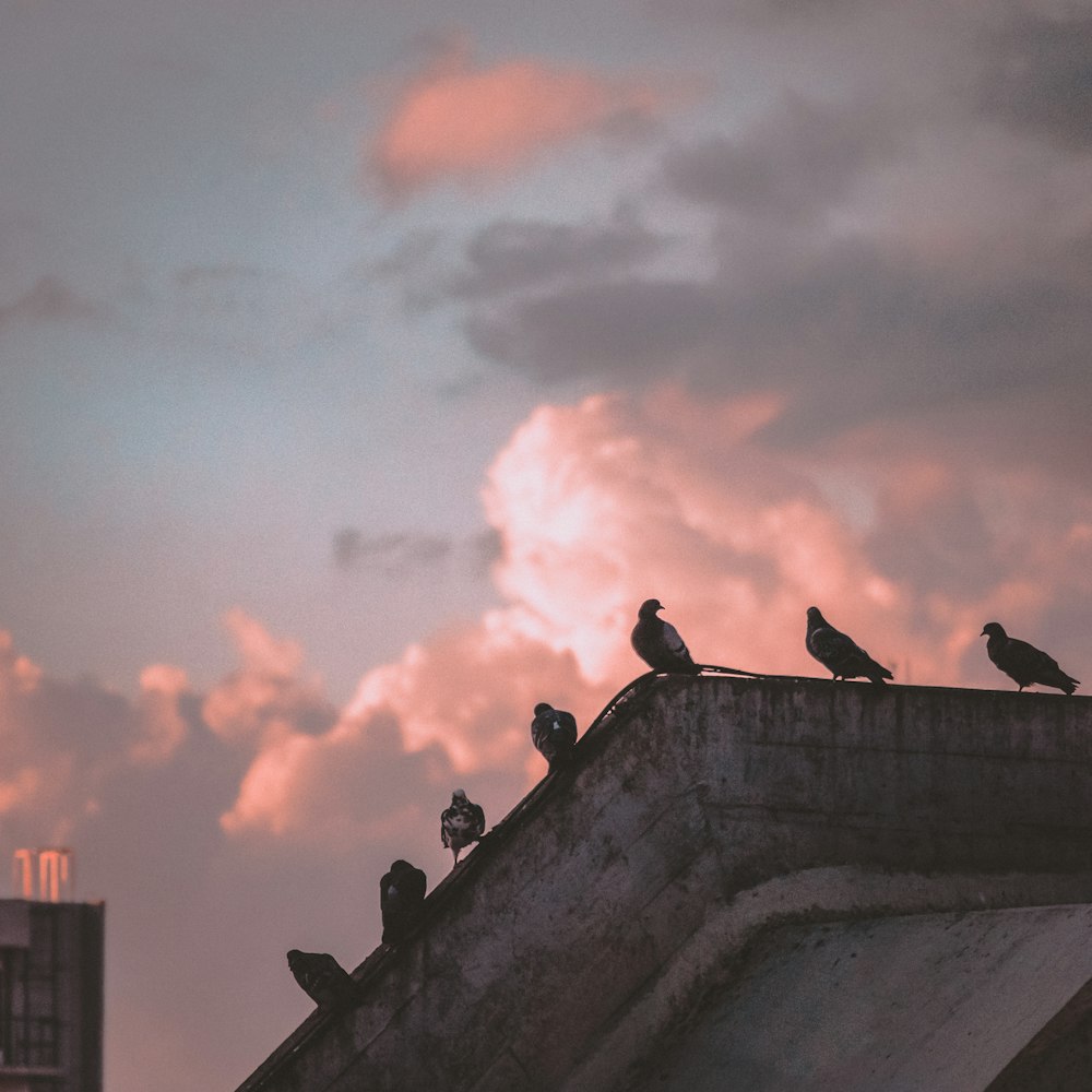 a flock of birds sitting on top of a roof