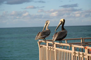 two pelicans sitting on a fence overlooking the ocean