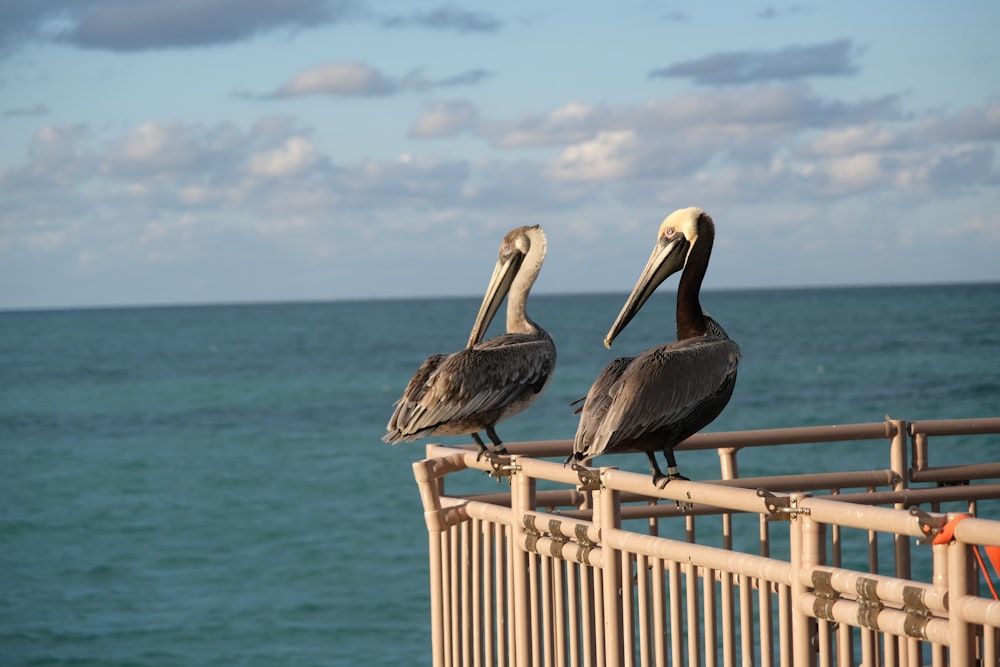 two pelicans sitting on a fence overlooking the ocean