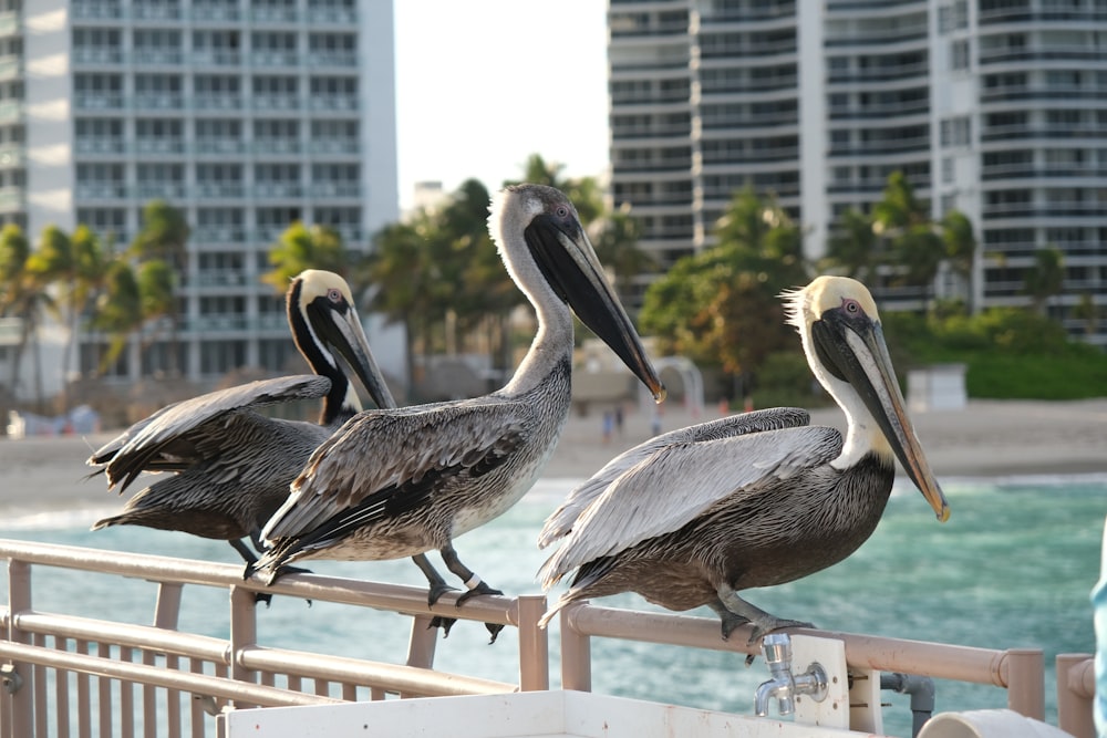 a group of pelicans sitting on a railing