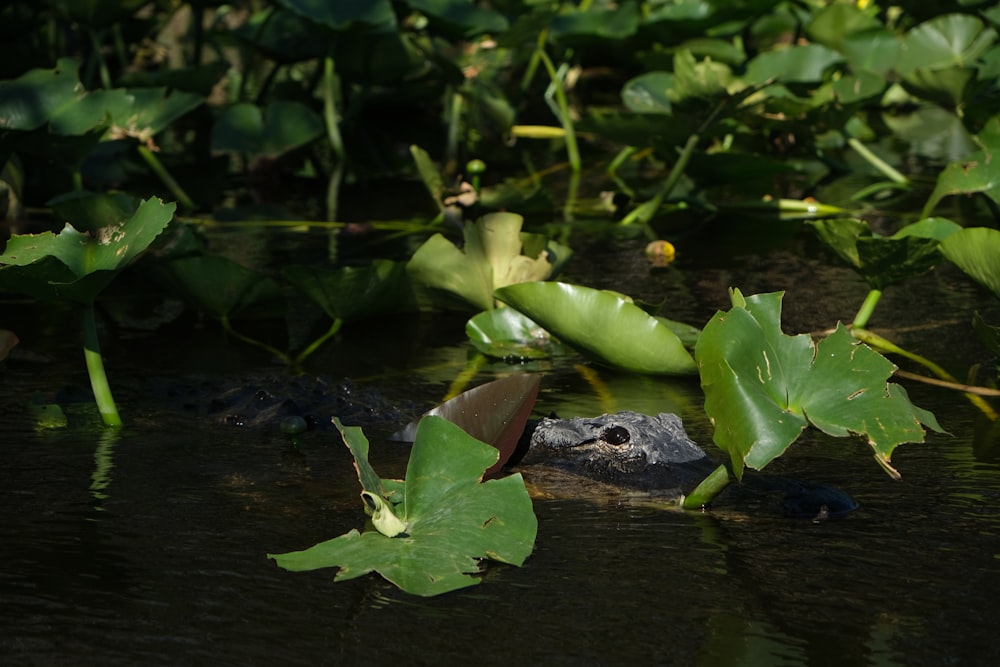 a frog is sitting on a rock in the water