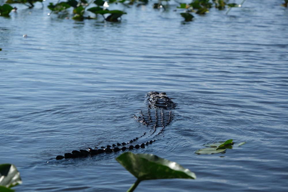 a large alligator is swimming in the water