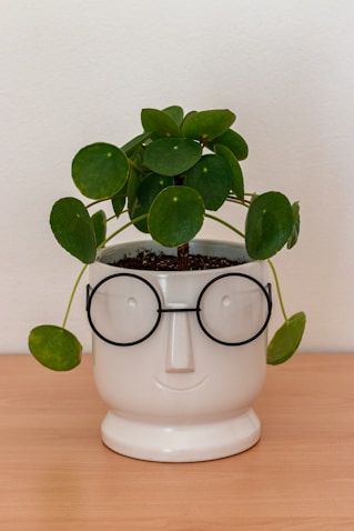 a potted plant with glasses on top of it