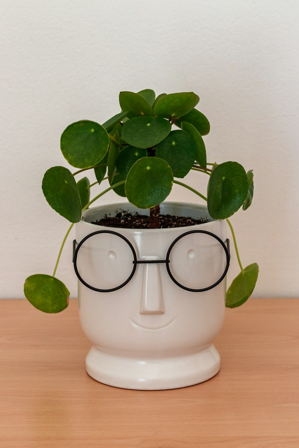 a potted plant with glasses on top of it