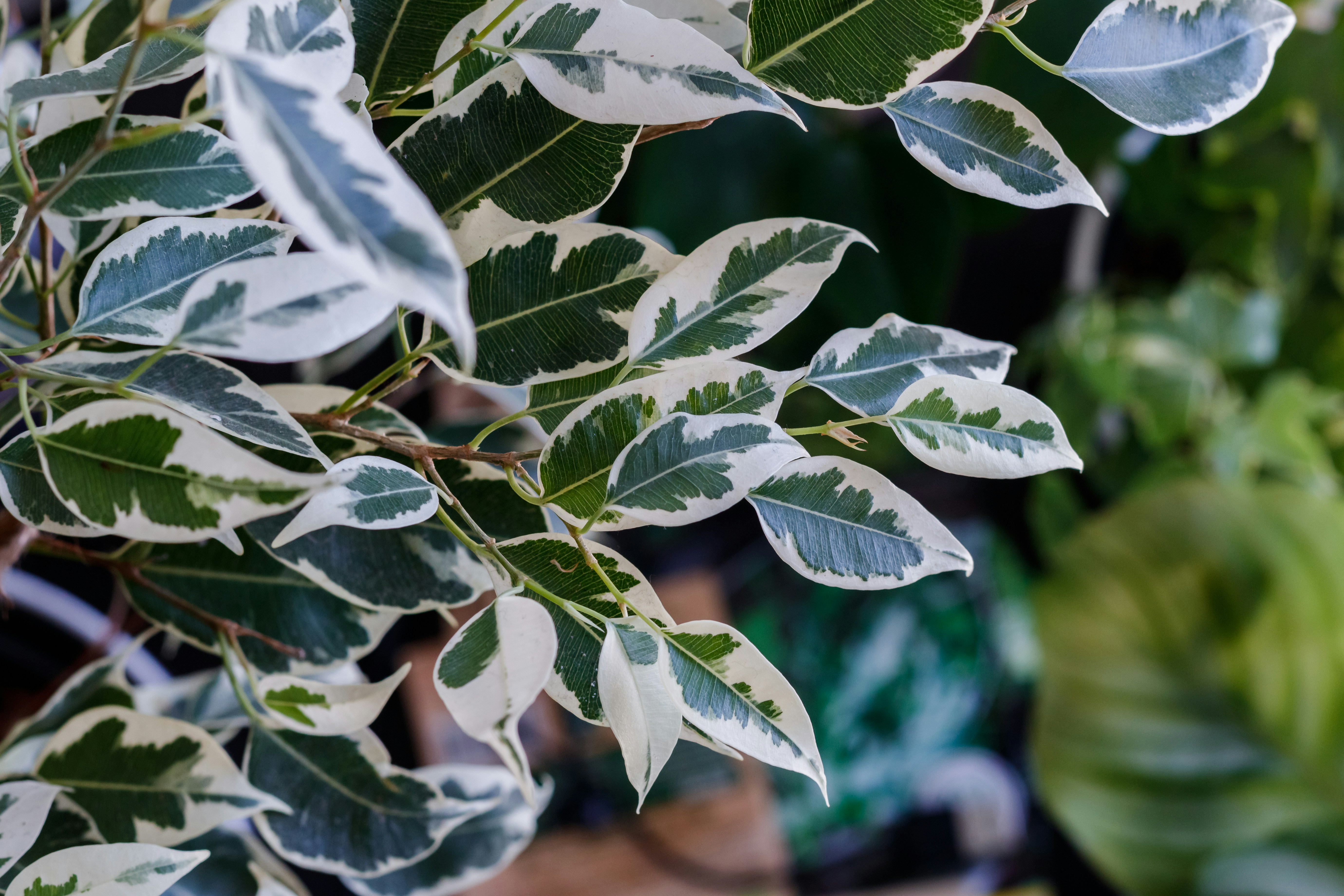 a close up of a plant with green leaves