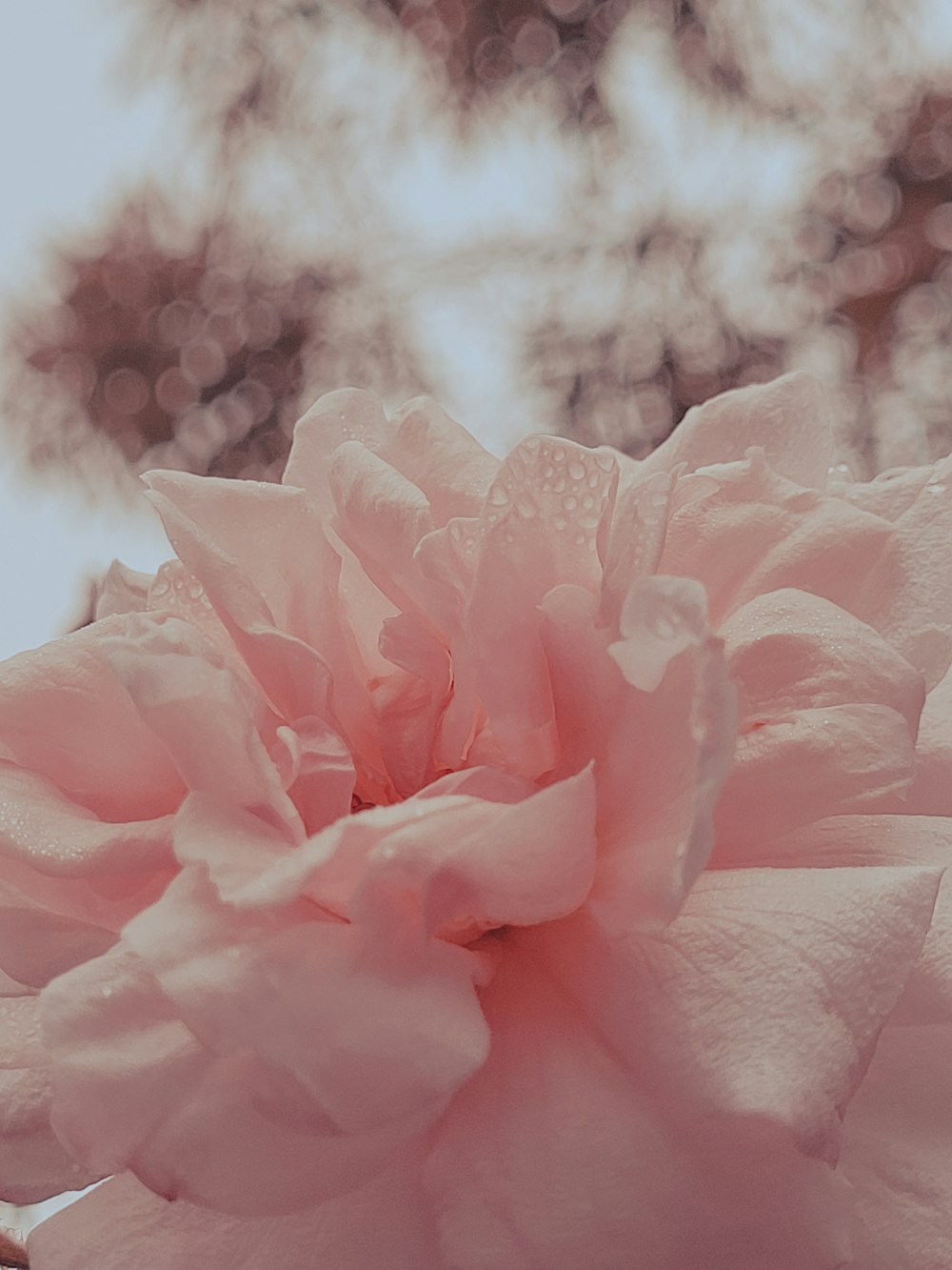 a large pink flower with a sky background