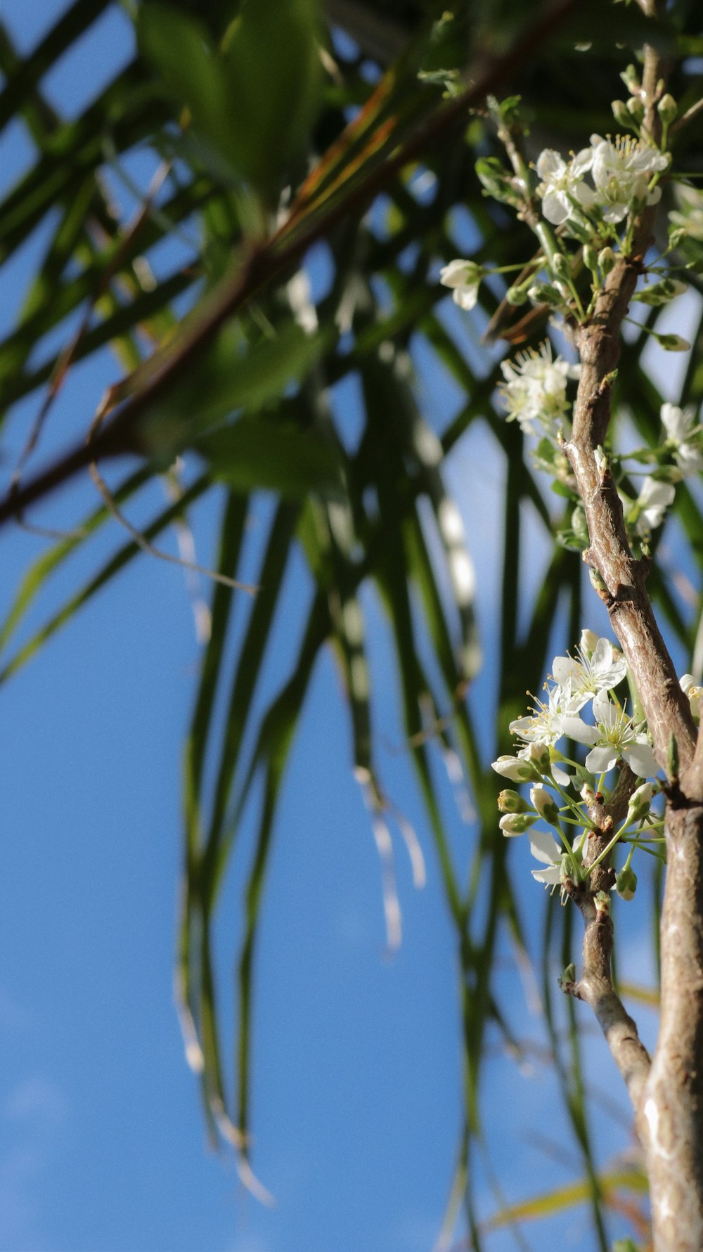 a close up of a tree with white flowers