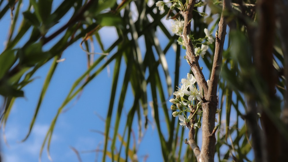 a close up of a tree with white flowers