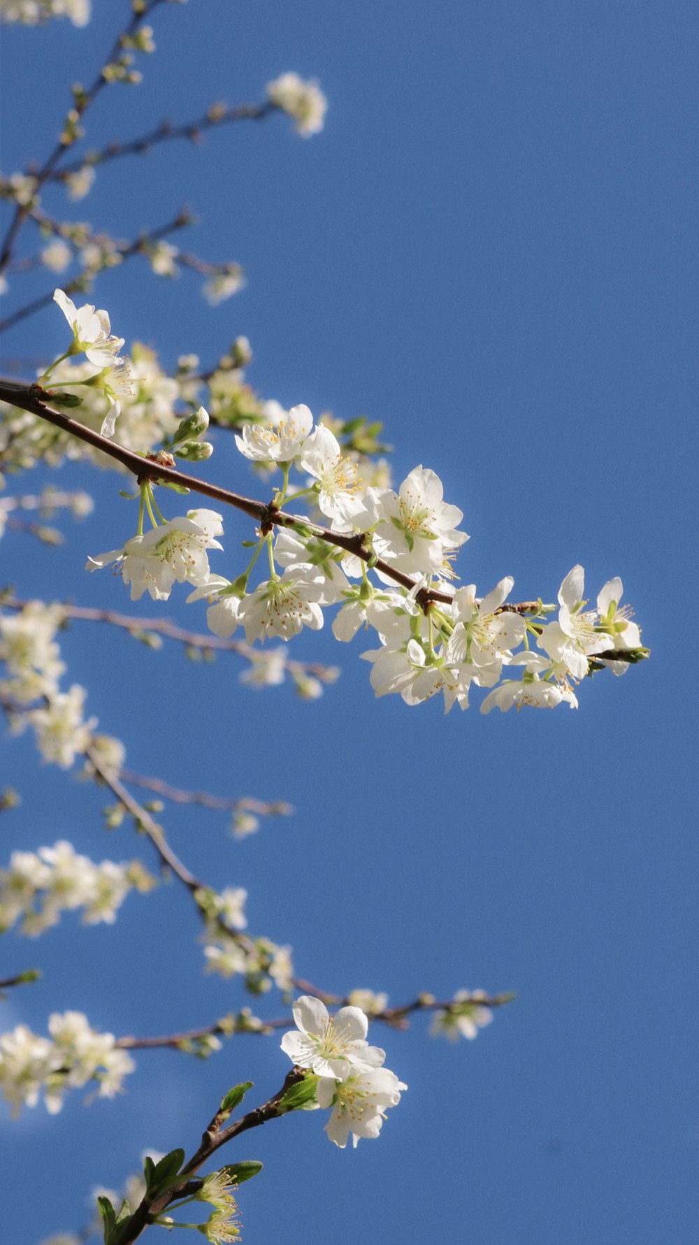 a branch with white flowers against a blue sky